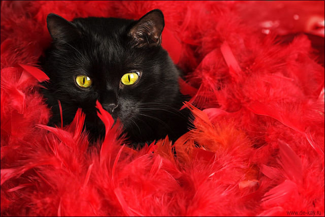 Кот в красном боа. - кот - оригинал
