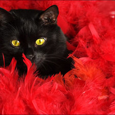Схема вышивки «Кот в красном боа.»
