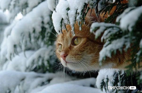 Кот в снегу - кот - оригинал