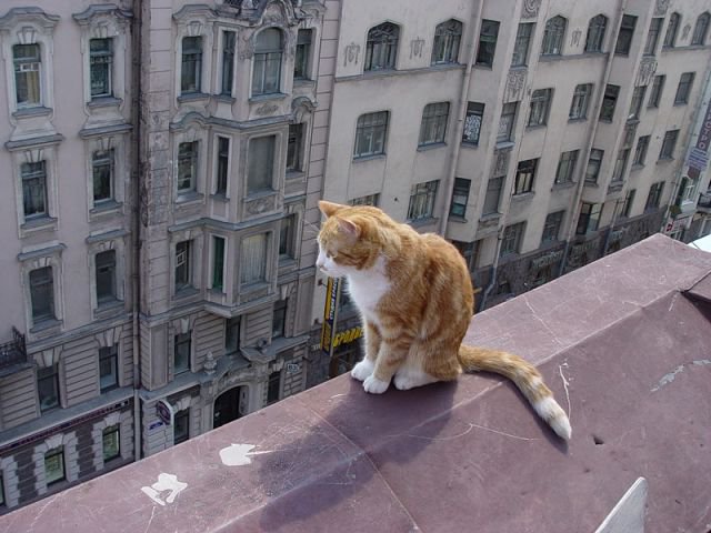 На крыше. - кот - оригинал