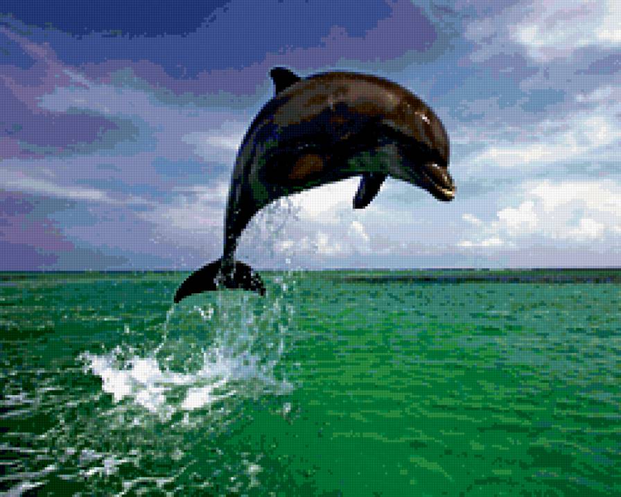 Дельфин. - предпросмотр