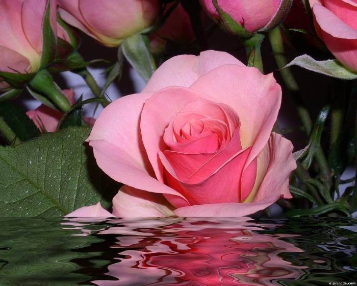 роза в воде - цветы - оригинал