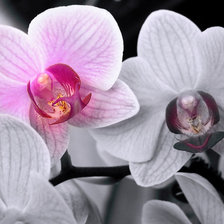 Оригинал схемы вышивки «орхидеи» (№267453)