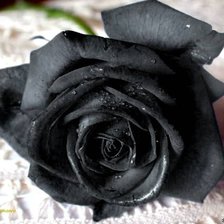 Схема вышивки «черная роза/1»