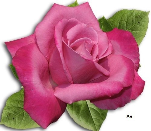 Подушка "РОЗА" - на подушку, цветы, розовая роза - оригинал