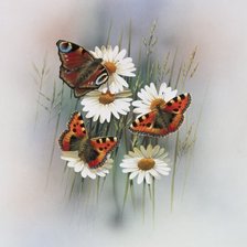 бабочка цветы