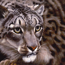 Схема вышивки «леопард»