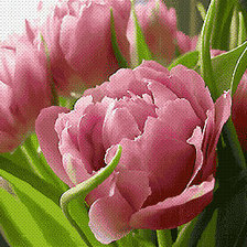 Оригинал схемы вышивки «розовые тюльпаны» (№268543)