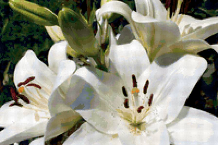 белые лилии - цветы, лилии, белые, букет - предпросмотр