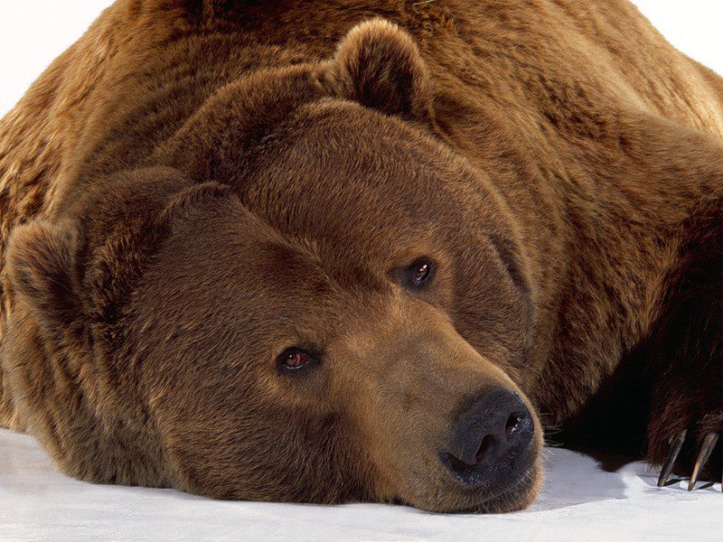 БУРЫЙ МИШКА - медведь, животные - оригинал