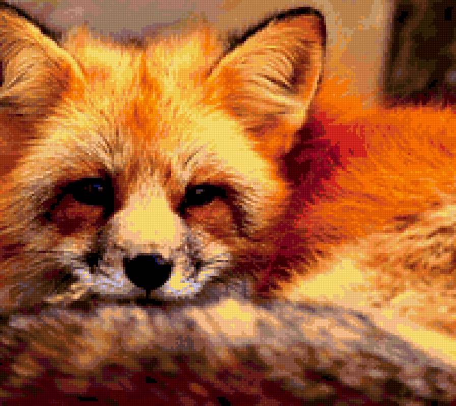 рыжая лисичка - лиса, животные - предпросмотр