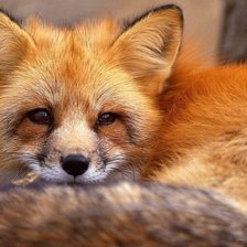 рыжая лисичка