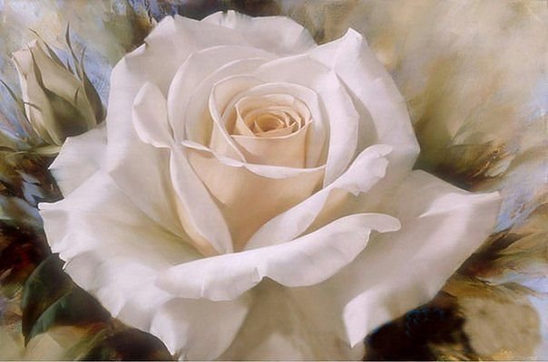 роза белая - цветы розы белые - оригинал
