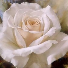 роза белая