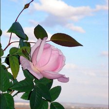 Оригинал схемы вышивки «Розовая роза» (№269583)
