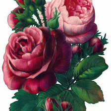 Оригинал схемы вышивки «розы» (№269645)