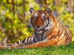тигр - тигр, животное, хищник - оригинал