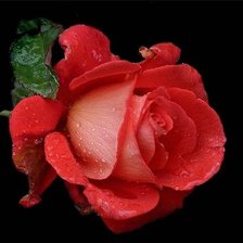 Оригинал схемы вышивки «Красная роза» (№270426)