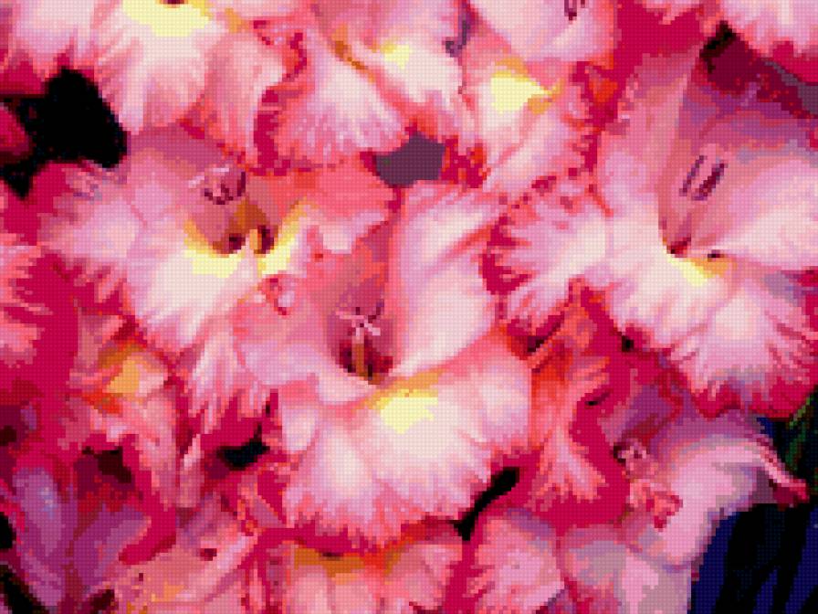 розовый гергин - розовый, цветок, георгин, букет, цветы - предпросмотр