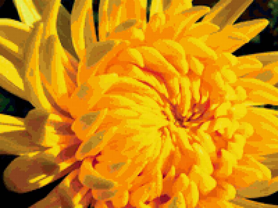 ЖЕЛТАЯ ЖРИЗАНТЕМА - цветы, желтые, хризантема - предпросмотр