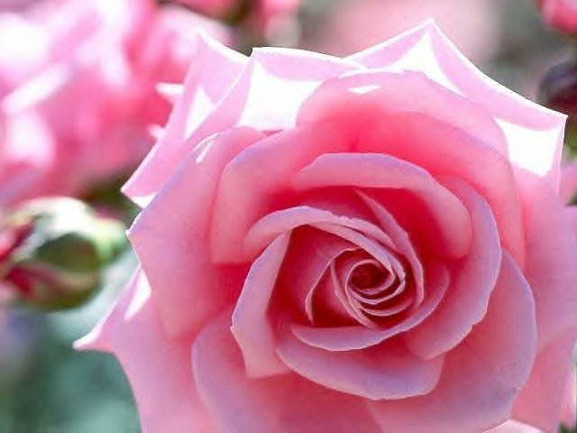 РОЗОВАЯ РОЗА - роза, цветы, розовые - оригинал