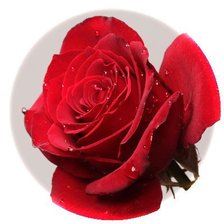 Оригинал схемы вышивки «Красная роза» (№270866)