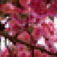 Предпросмотр схемы вышивки «сакуры цветение» (№271263)