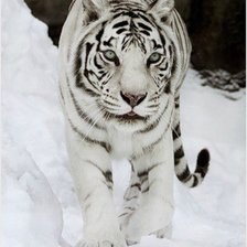 Оригинал схемы вышивки «белая тигра» (№271408)