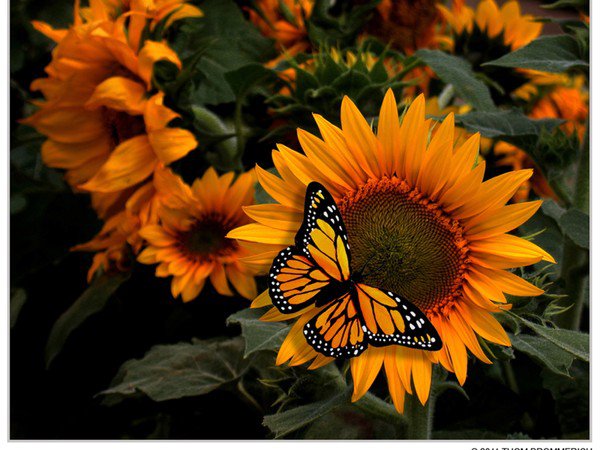 Бабочка на цветке - цветы, подсолнухи, природа, бабочка, картина - оригинал