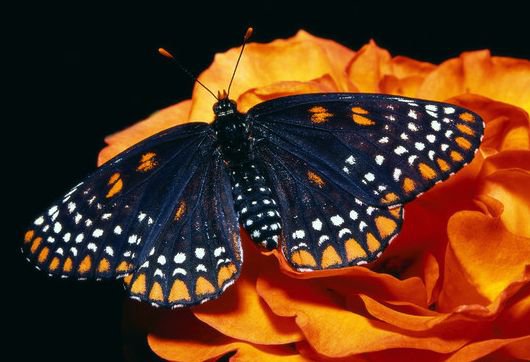 Бабочка и цветок - природа, бабочка, картина, цветок - оригинал