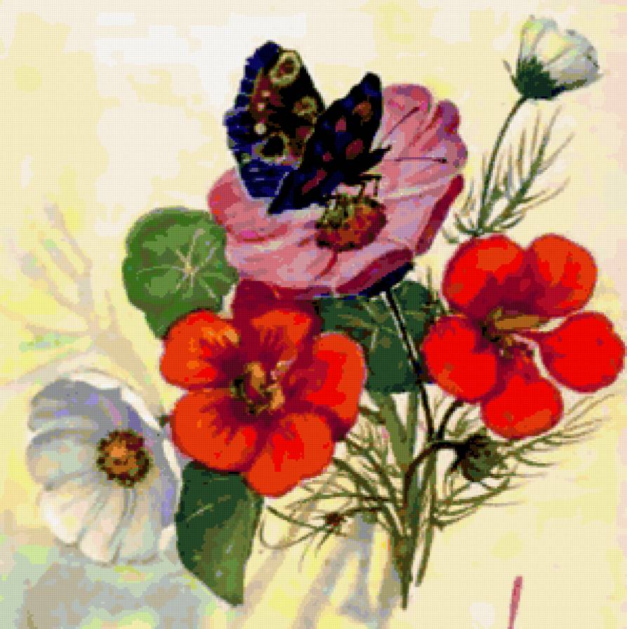 Цветы и бабочки - настурция, космея, цветы, космеи, настурции, бабочка - предпросмотр
