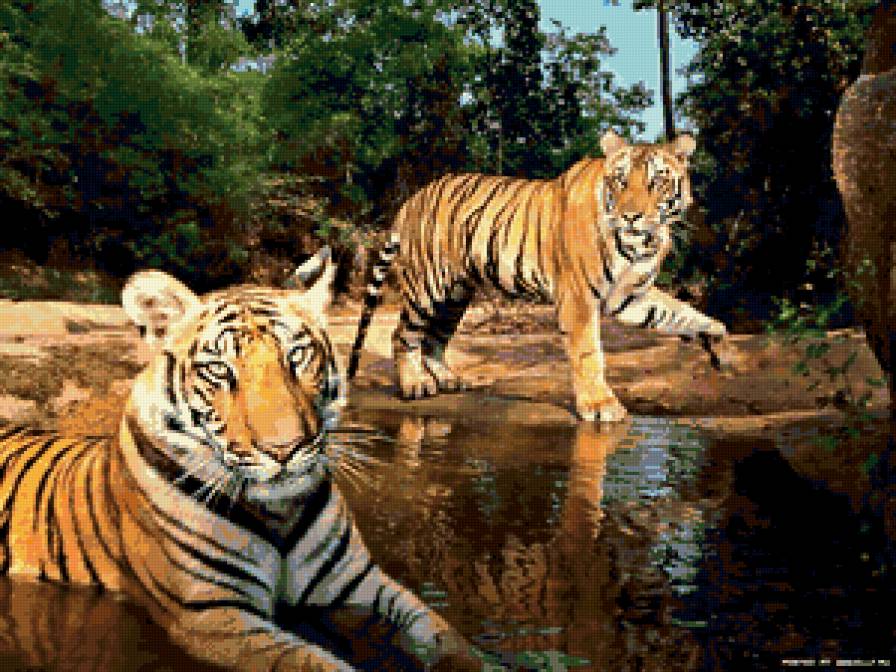 тигры - отражение, вода, хищники, тигры, природа, кошки - предпросмотр