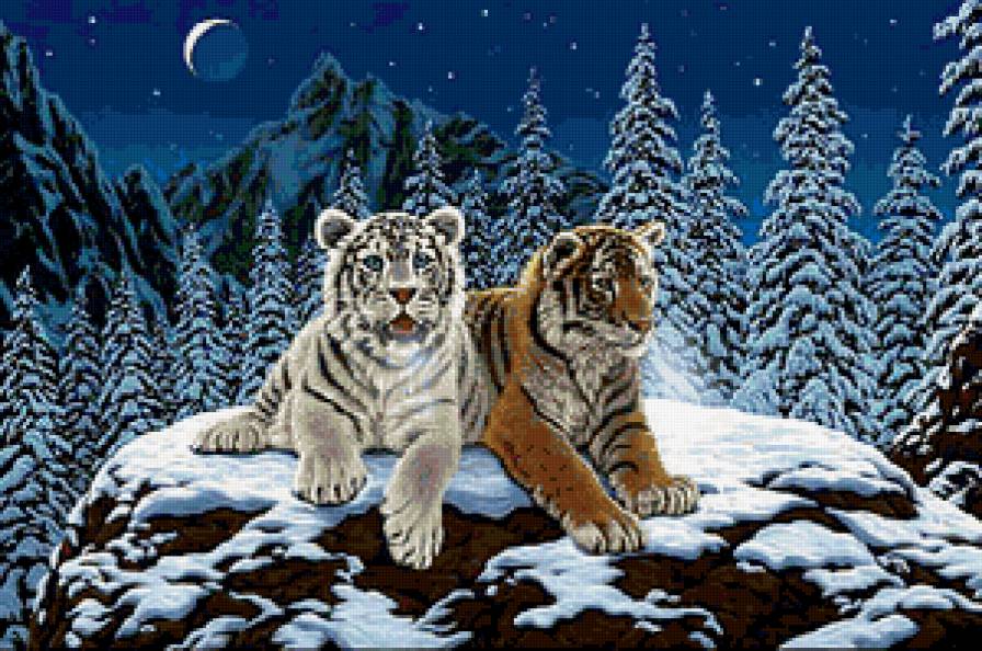 Братья по крови - животные, тигры, ночь, луна, пейзаж, зима - предпросмотр