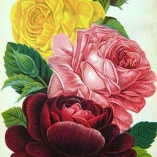 Оригинал схемы вышивки «розы» (№272991)