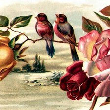 Схема вышивки «птицы и роза»