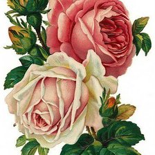 Оригинал схемы вышивки «розы» (№273017)