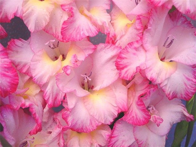 ГЛАДИОЛУС - розовые, гладиолус, цветы - оригинал