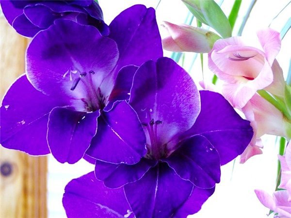 ГЛАДИОЛУС - синий, цветы, гладиолус - оригинал