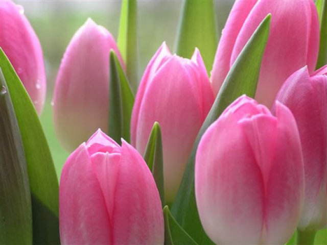 розовые тюльпаны - тюльпаны, розовые, цветы - оригинал