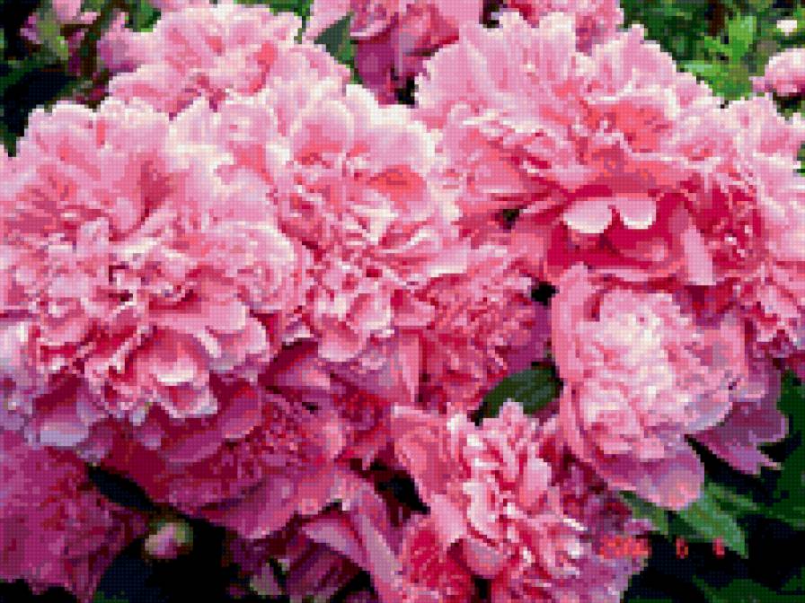шикарные пионы - розовый, пионы, букет, цветы - предпросмотр