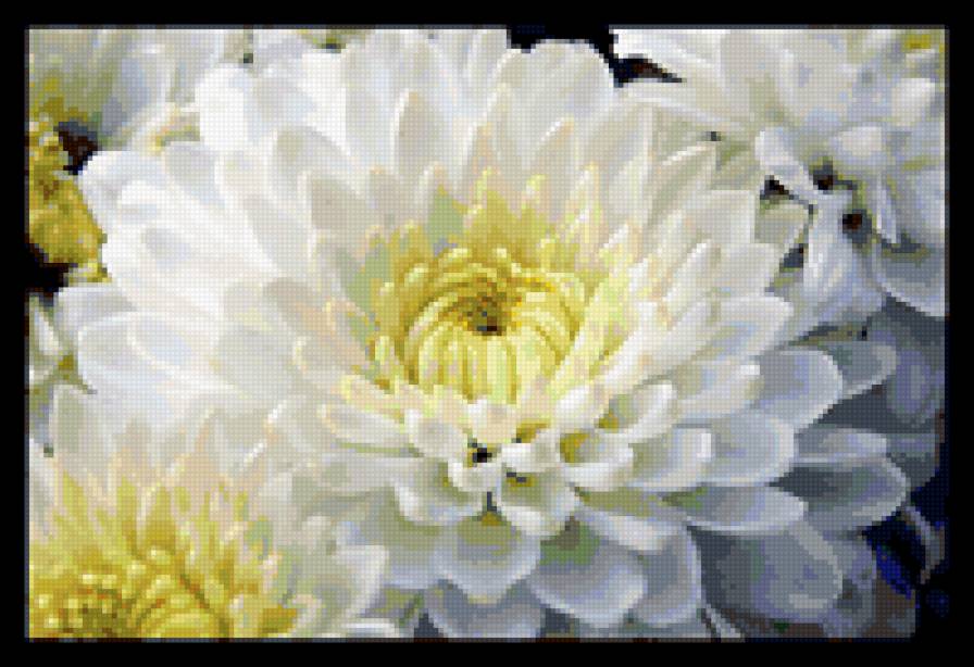 БЕЛЫЕ ГЕОРГИНЫ - георгины, цветы, белые - предпросмотр