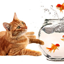 Кот и рыбки
