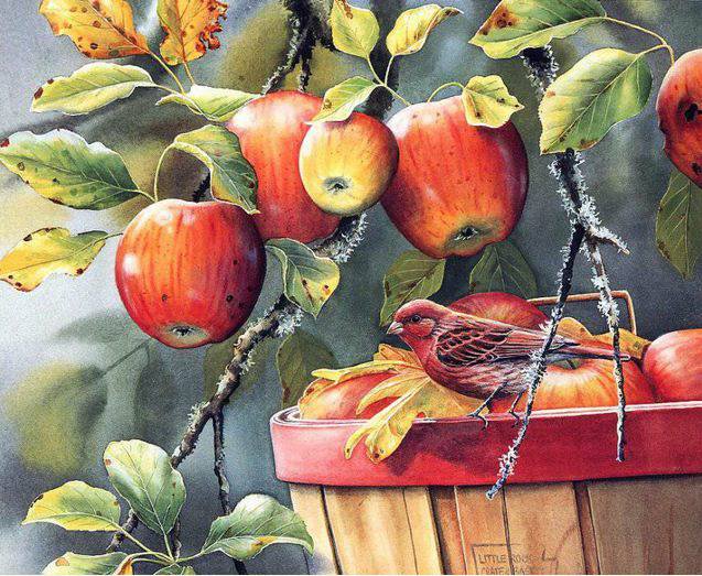 0060 - красота, птицы, природа, лето, фрукты, яблоки, картина - оригинал