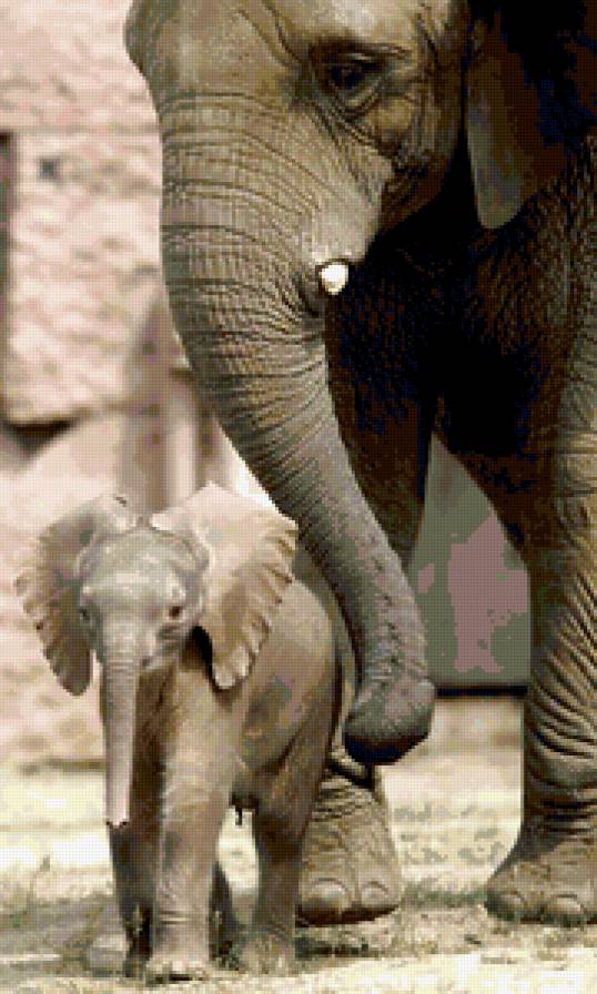 Слон и слоненок - животные, слон - предпросмотр