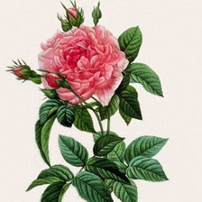 Оригинал схемы вышивки «веточка розы» (№275235)
