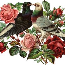 Оригинал схемы вышивки «розы и голуби» (№275432)