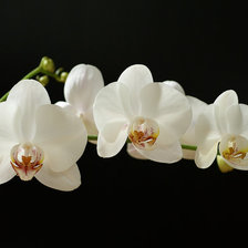 Оригинал схемы вышивки «орхидея» (№275831)