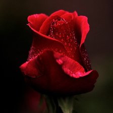 Оригинал схемы вышивки «Красная роза» (№276319)