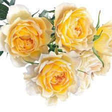 Оригинал схемы вышивки «желтые розы» (№276756)