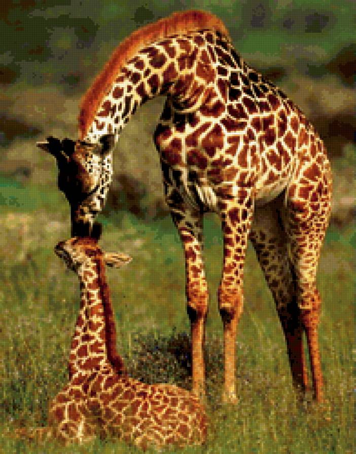 жираф - животные - предпросмотр